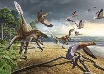 Les oiseaux, descendants des dinosaures