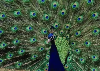 D’où vient la couleur des plumes de paon ?