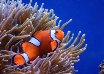 Comment le poisson-clown résiste aux toxines de l’anémone ?