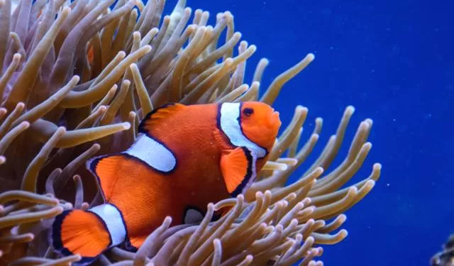 Comment le poisson-clown résiste aux toxines de l’anémone ? 1 - Le Progrès Egyptien