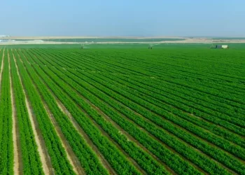 Alexandrie : Développer les projets agricoles productifs