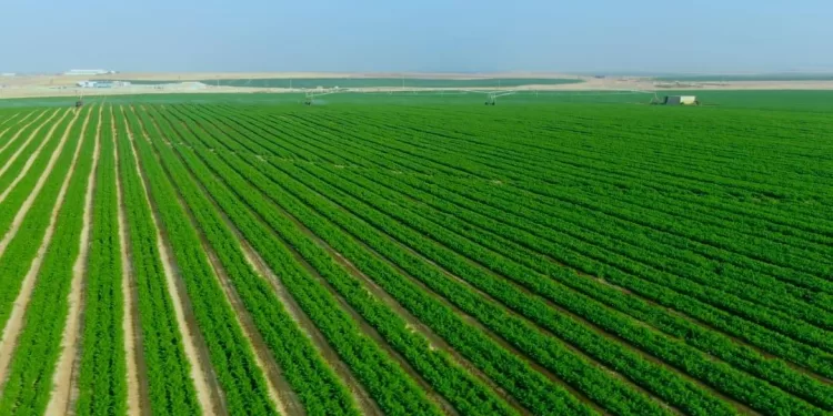 Alexandrie : Développer les projets agricoles productifs 1 - Le Progrès Egyptien