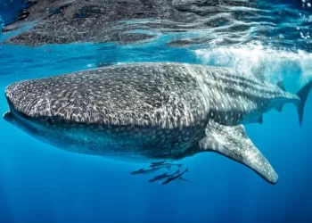 Apparition d’un requin-baleine à Dahab