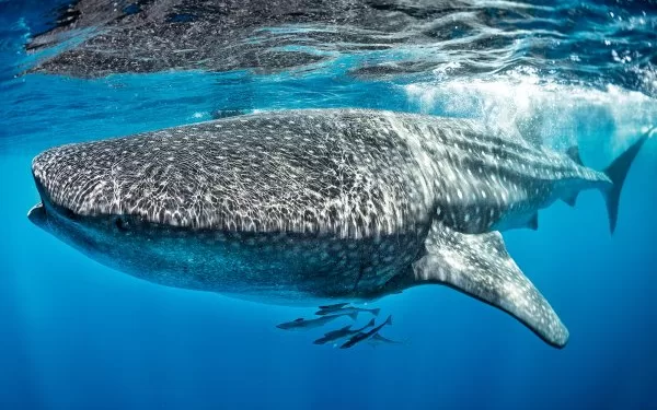 Apparition d'un requin-baleine à Dahab 1 - Le Progrès Egyptien