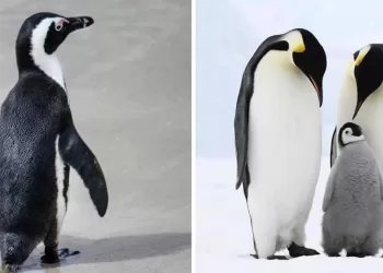 Pingouin et manchot, quelle différence ?