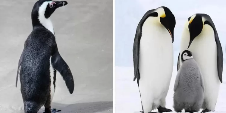 Pingouin et manchot, quelle différence ? 2 - Le Progrès Egyptien Pingouin et manchot, quelle différence ? 1 - Le Progrès Egyptien