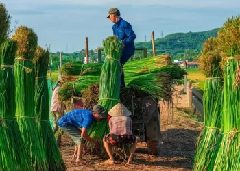 Lancement de l’initiative “Du papyrus vert à l’art éternel