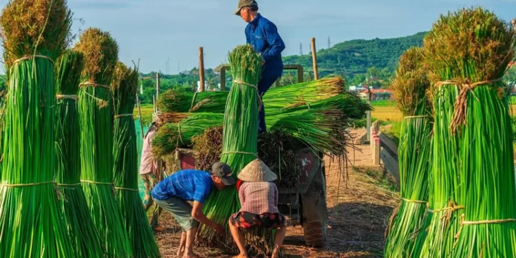 Lancement de l’initiative “Du papyrus vert à l’art éternel 1 - Le Progrès Egyptien