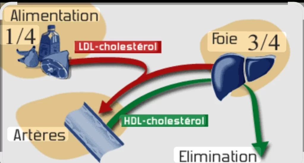 Cholestérol : Comment le corps peut l’éliminer naturellement? 6 - Le Progrès Egyptien Cholestérol : Comment le corps peut l’éliminer naturellement? 5 - Le Progrès Egyptien