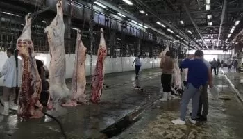 Les abattoirs de Guizeh ouverts gratuitement aux citoyens