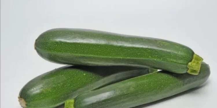 Ne ratez pas de manger la courgette, légume hydratant plein de vitamines C et B9 1 - Le Progrès Egyptien