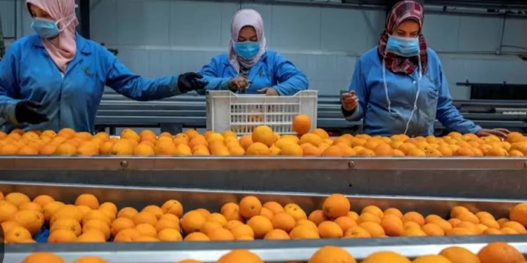 Un grand essor pour les exportations agricoles 1 - Le Progrès Egyptien