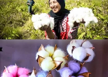 Succès dans la production de coton coloré après 10 ans de recherche