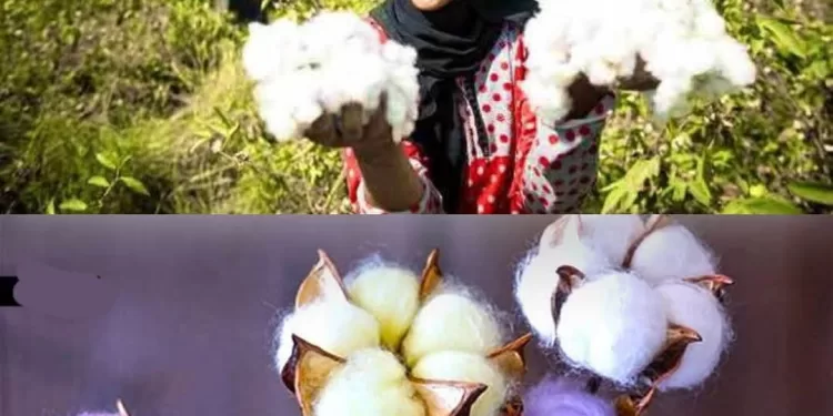 Succès dans la production de coton coloré après 10 ans de recherche 1 - Le Progrès Egyptien