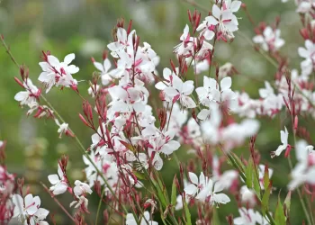 Voici les plus belles fleurs d’été à cultiver