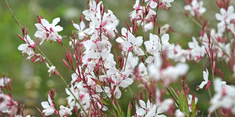 Voici les plus belles fleurs d’été à cultiver 2 - Le Progrès Egyptien Voici les plus belles fleurs d’été à cultiver 1 - Le Progrès Egyptien