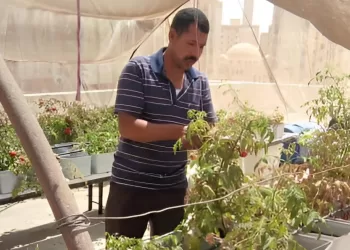 Succès d’une expérience de toits cultivés dans le quartier d’Al-Asmarat