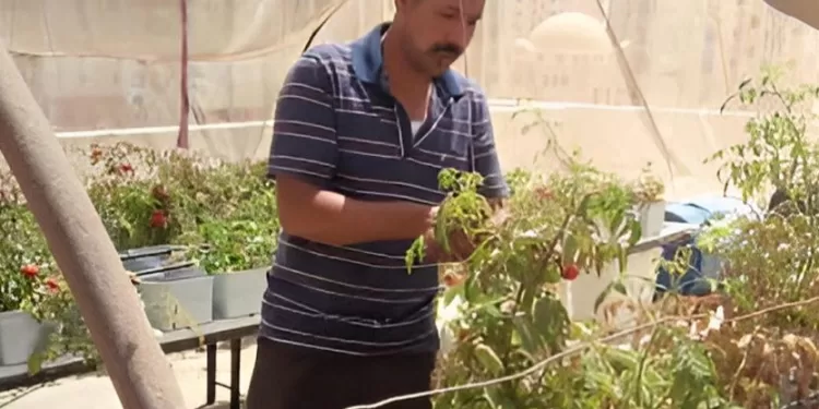 Succès d’une expérience de toits cultivés dans le quartier d’Al-Asmarat 1 - Le Progrès Egyptien