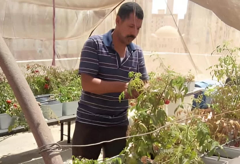 Succès d’une expérience de toits cultivés dans le quartier d’Al-Asmarat 1 - Le Progrès Egyptien