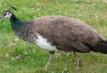 Histoires de ma grand-mère: Le paon sans plumes