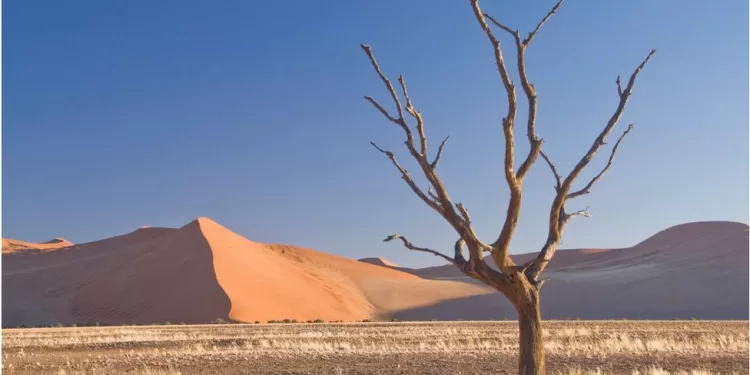 Le saviez-vous? Convention des Nations Unies sur la lutte contre la désertification 1 - Le Progrès Egyptien