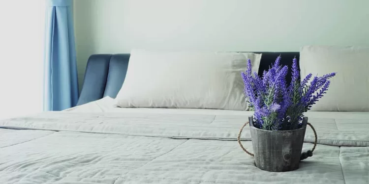 La lavande pour mieux dormir 2 - Le Progrès Egyptien La lavande pour mieux dormir 1 - Le Progrès Egyptien