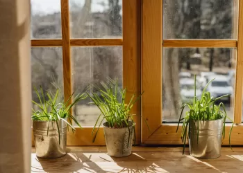 Laissez le vert embellir votre intérieur…