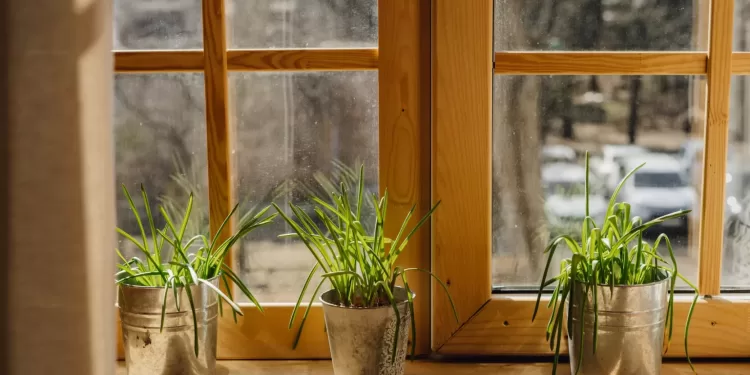 Laissez le vert embellir votre intérieur… 2 - Le Progrès Egyptien Laissez le vert embellir votre intérieur… 1 - Le Progrès Egyptien