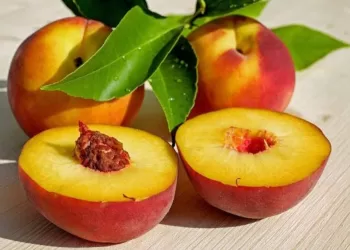 Quels sont les bienfaits des pêches ?