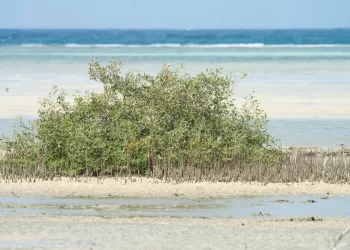Les mangroves, une source de carbone bleu