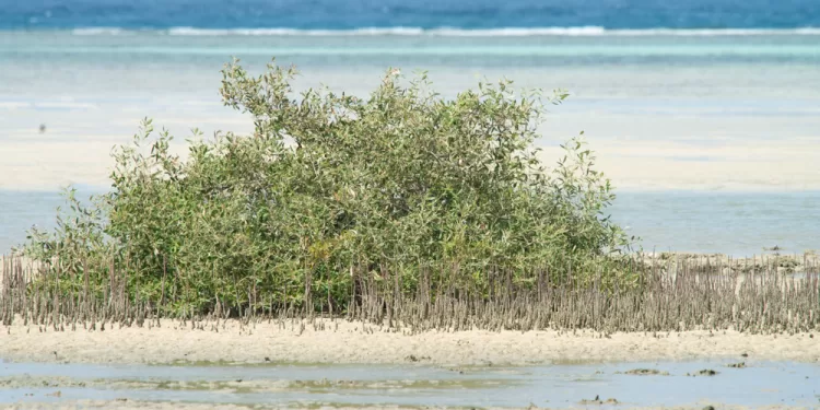 Les mangroves, une source de carbone bleu 2 - Le Progrès Egyptien Les mangroves, une source de carbone bleu 1 - Le Progrès Egyptien