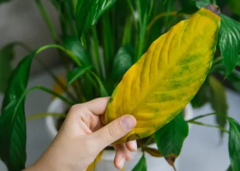 Plantes : Les feuilles vous parlent