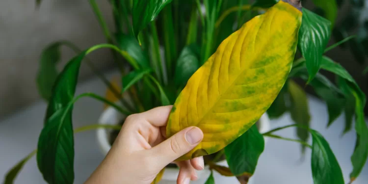 Plantes : Les feuilles vous parlent 2 - Le Progrès Egyptien Plantes : Les feuilles vous parlent 1 - Le Progrès Egyptien