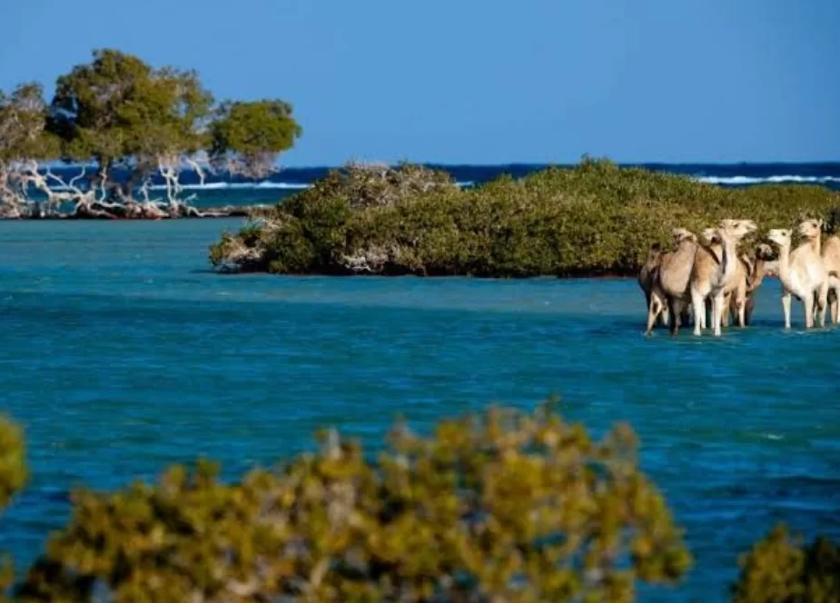 Les forêts de mangroves de Marsa Alam: Air, eau et paix plaisant au cœur 6 - Le Progrès Egyptien Les forêts de mangroves de Marsa Alam: Air, eau et paix plaisant au cœur 5 - Le Progrès Egyptien
