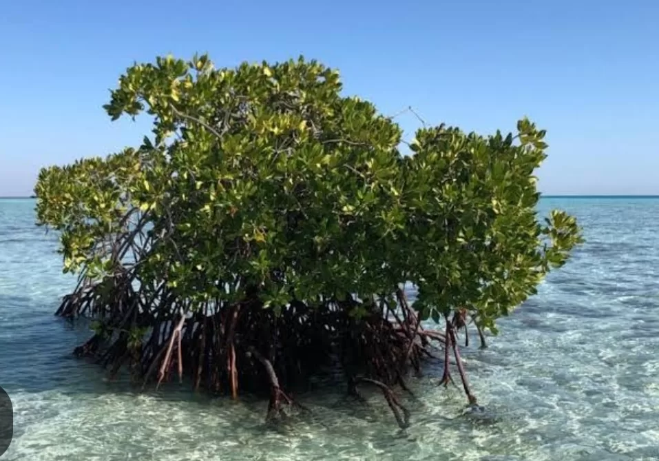 Les forêts de mangroves de Marsa Alam: Air, eau et paix plaisant au cœur 4 - Le Progrès Egyptien Les forêts de mangroves de Marsa Alam: Air, eau et paix plaisant au cœur 3 - Le Progrès Egyptien