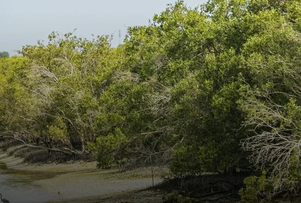 Les forêts de mangroves de Marsa Alam: Air, eau et paix plaisant au cœur 8 - Le Progrès Egyptien Les forêts de mangroves de Marsa Alam: Air, eau et paix plaisant au cœur 7 - Le Progrès Egyptien