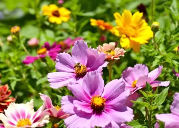 C’est le temps de semer des fleurs et attirer les pollinisateurs 5 - Le Progrès Egyptien C’est le temps de semer des fleurs et attirer les pollinisateurs