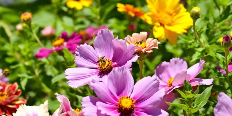 C’est le temps de semer des fleurs et attirer les pollinisateurs 1 - Le Progrès Egyptien