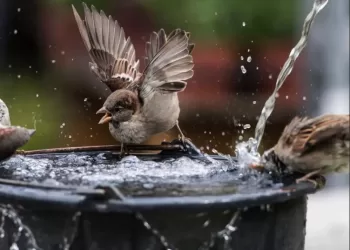 Fortes chaleurs: Comment aider les oiseaux?