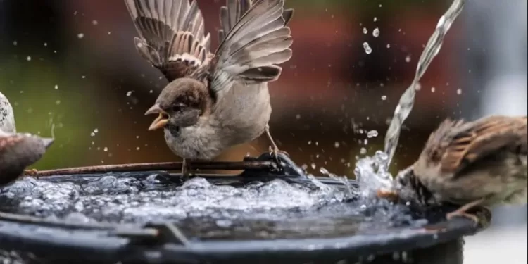 Fortes chaleurs: Comment aider les oiseaux? 1 - Le Progrès Egyptien