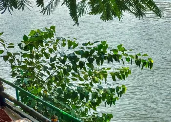 Parc Obour à Zamalek, quand la verdure se mêle aux eaux du Nil