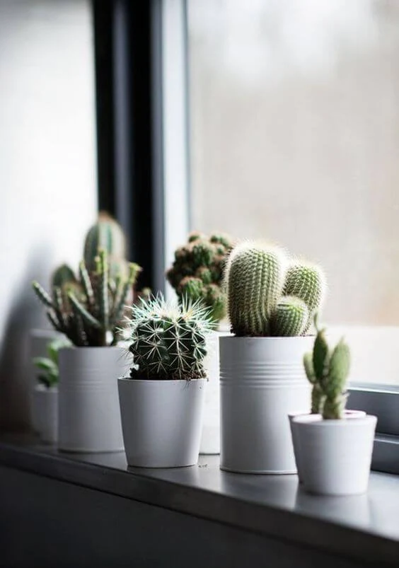 Intérieur: Où placer les cactus ? 4 - Le Progrès Egyptien Intérieur: Où placer les cactus ? 3 - Le Progrès Egyptien