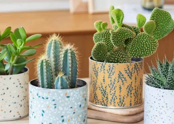 Intérieur: Où placer les cactus ?