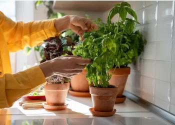 Bye bye les mouches avec le basilic aux multiples vertus!