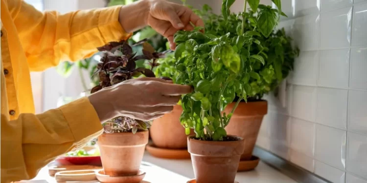 Bye bye les mouches avec le basilic aux multiples vertus! 1 - Le Progrès Egyptien