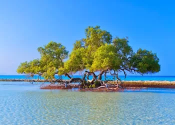 Les forêts de mangroves de Marsa Alam: Air, eau et paix plaisant au cœur