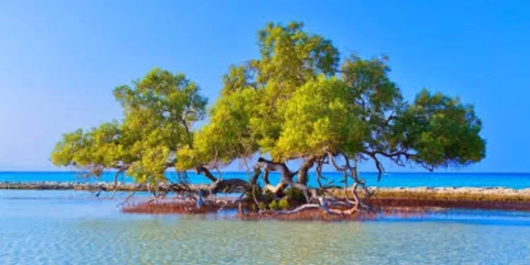 Les forêts de mangroves de Marsa Alam: Air, eau et paix plaisant au cœur 1 - Le Progrès Egyptien