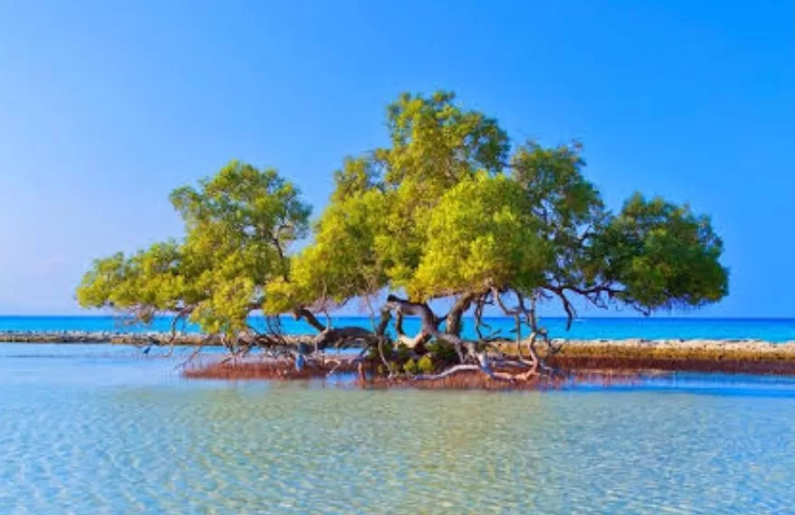 Les forêts de mangroves de Marsa Alam: Air, eau et paix plaisant au cœur 2 - Le Progrès Egyptien Les forêts de mangroves de Marsa Alam: Air, eau et paix plaisant au cœur 1 - Le Progrès Egyptien