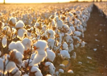 Sud-Sinaï: Une première récolte de coton réussie en plein désert