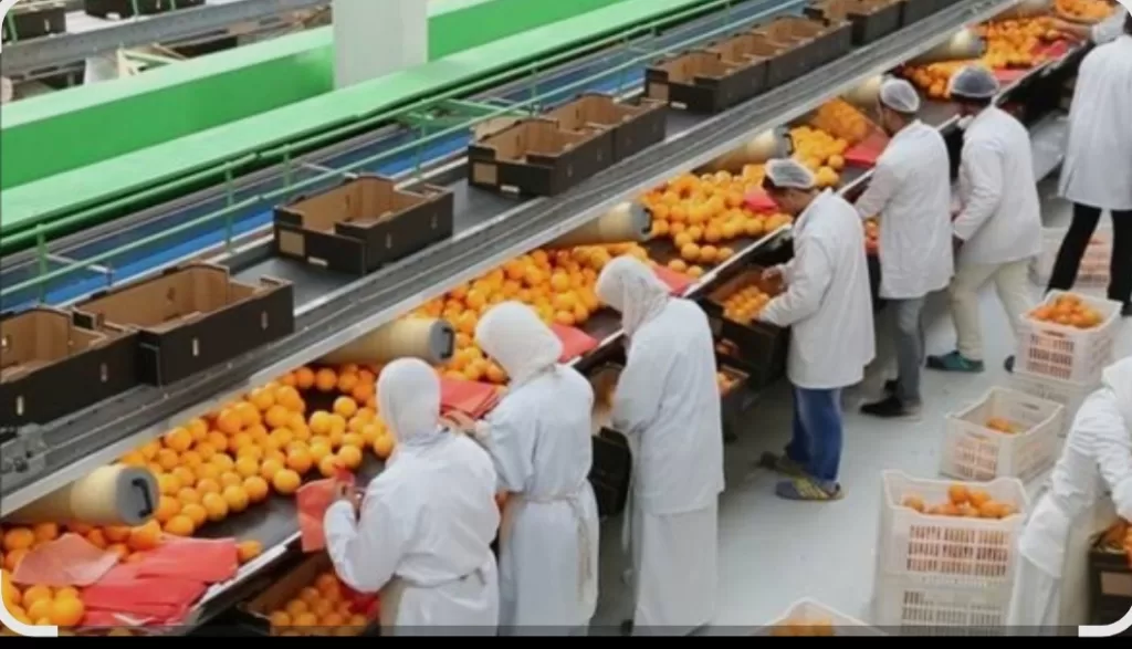 Les exportations égyptiennes conquièrent les marchés mondiaux 6 - Le Progrès Egyptien Les exportations égyptiennes conquièrent les marchés mondiaux 5 - Le Progrès Egyptien